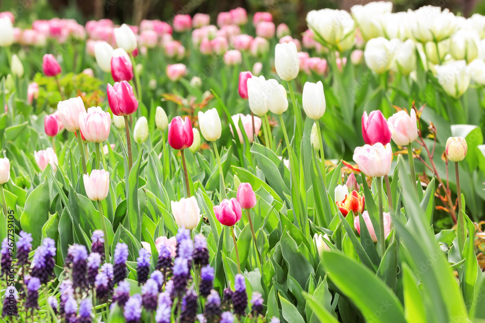 Beautiful flowers outdoors on spring day