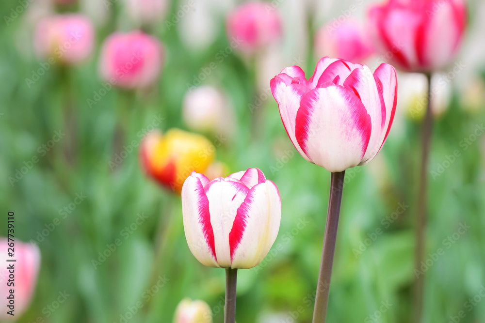 Beautiful tulip flowers outdoors on spring day