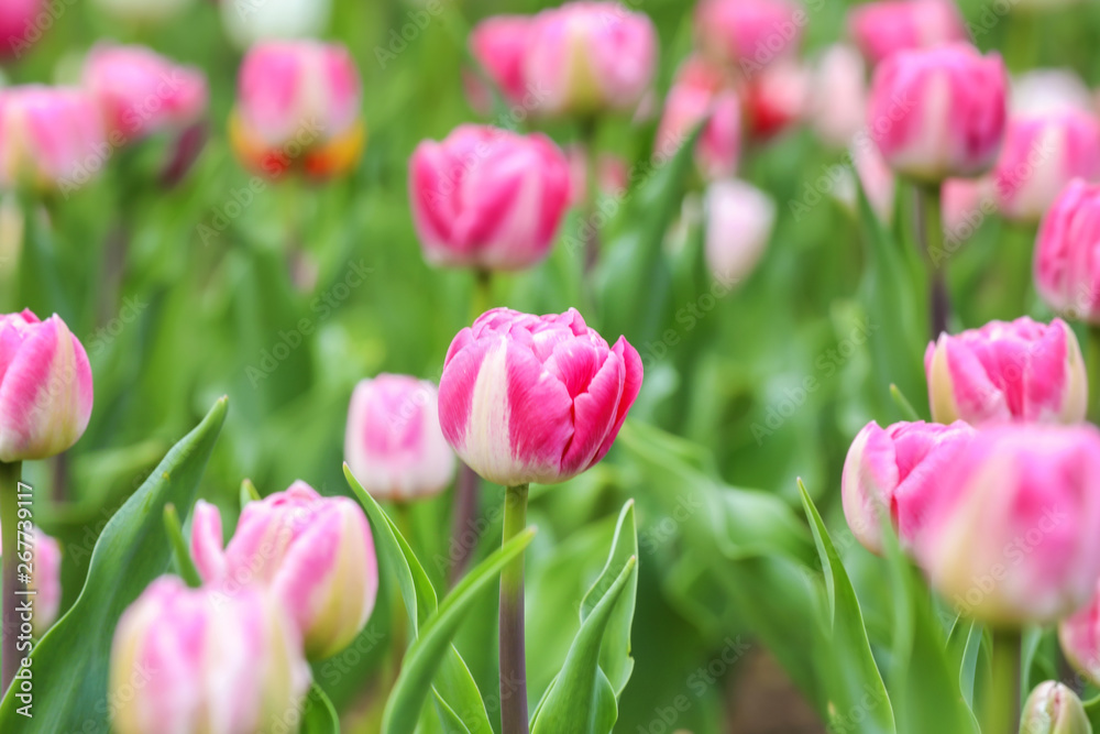 Beautiful tulip flowers outdoors on spring day