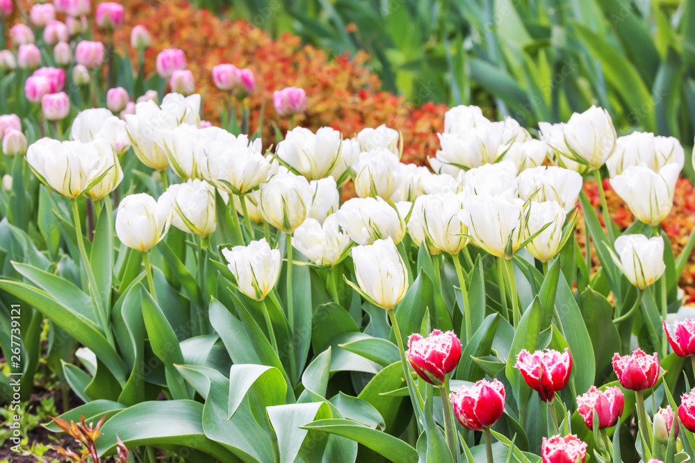 Beautiful tulip flowers outdoors on spring day