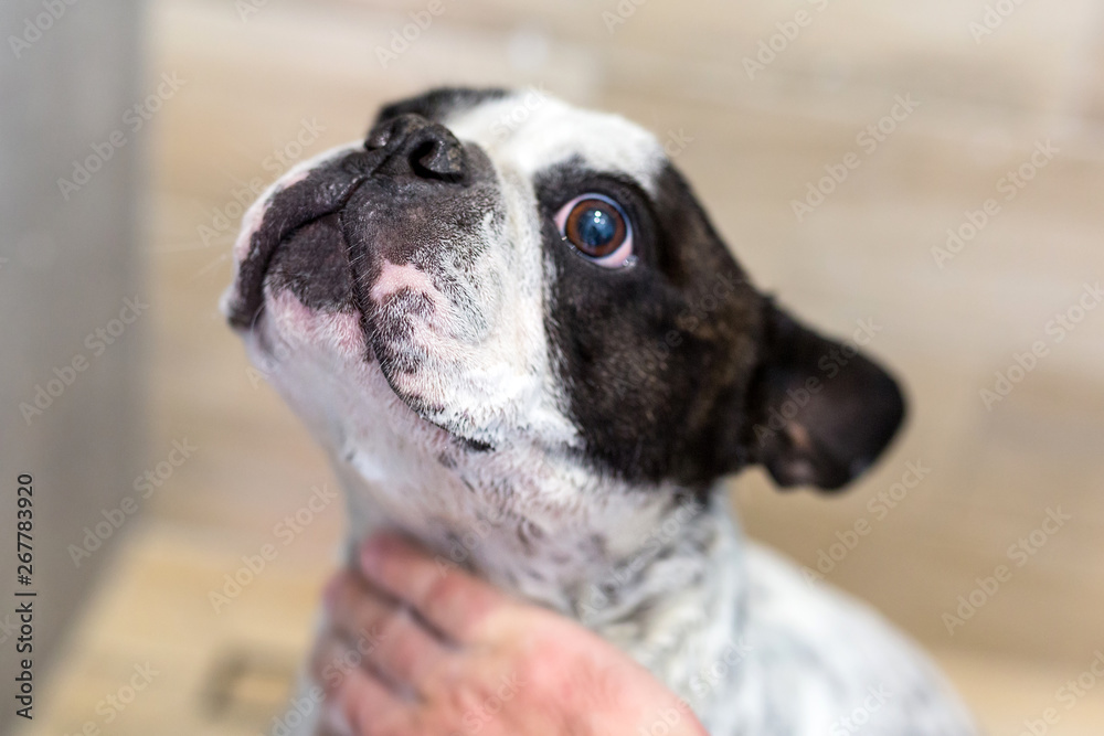 可爱的法国斗牛犬洗澡