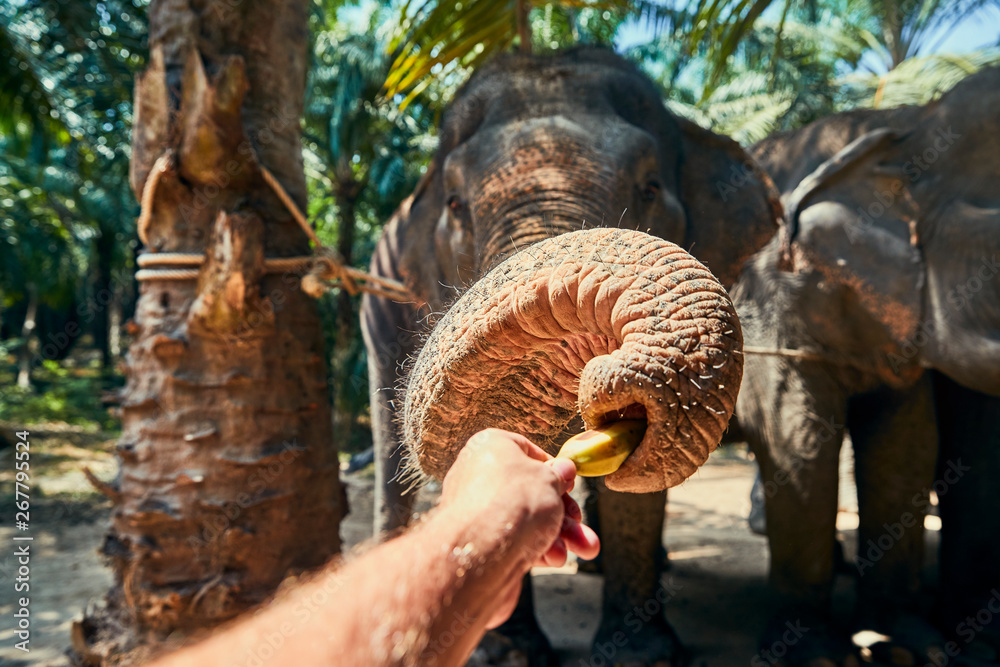 Man giving bananas to an Asian elephant at a sanctuary