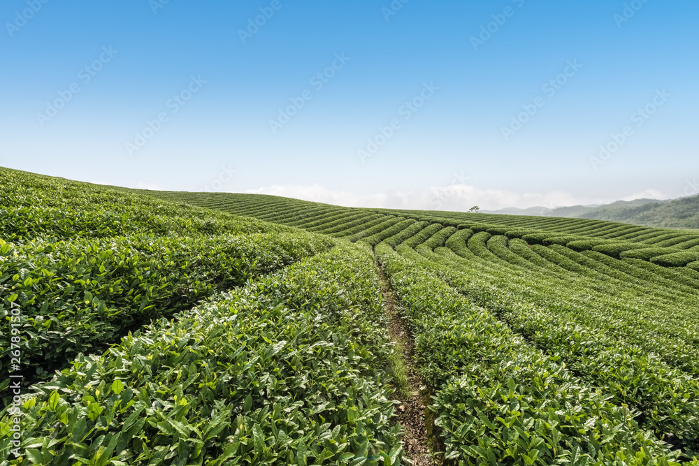 beautiful tea plantation landscape