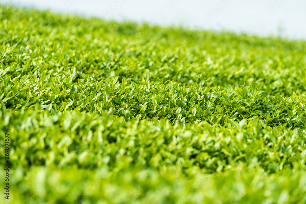 verdant tea plantation closeup