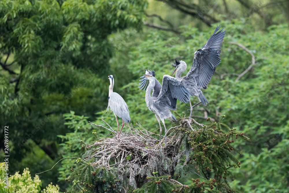 grey heron closeup on nest