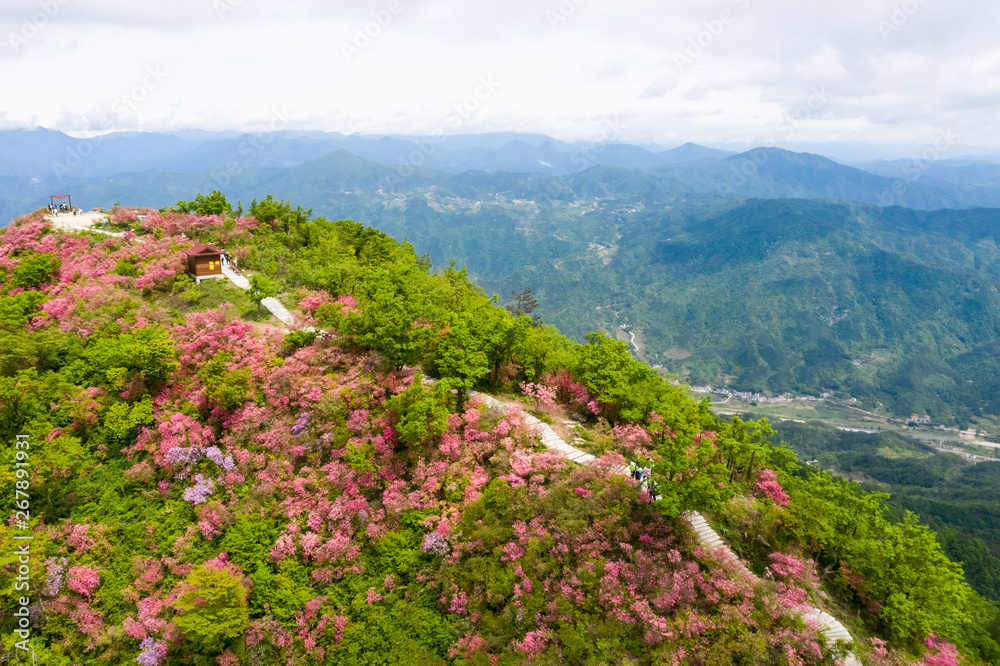 beautiful azaleas blooming on ridge