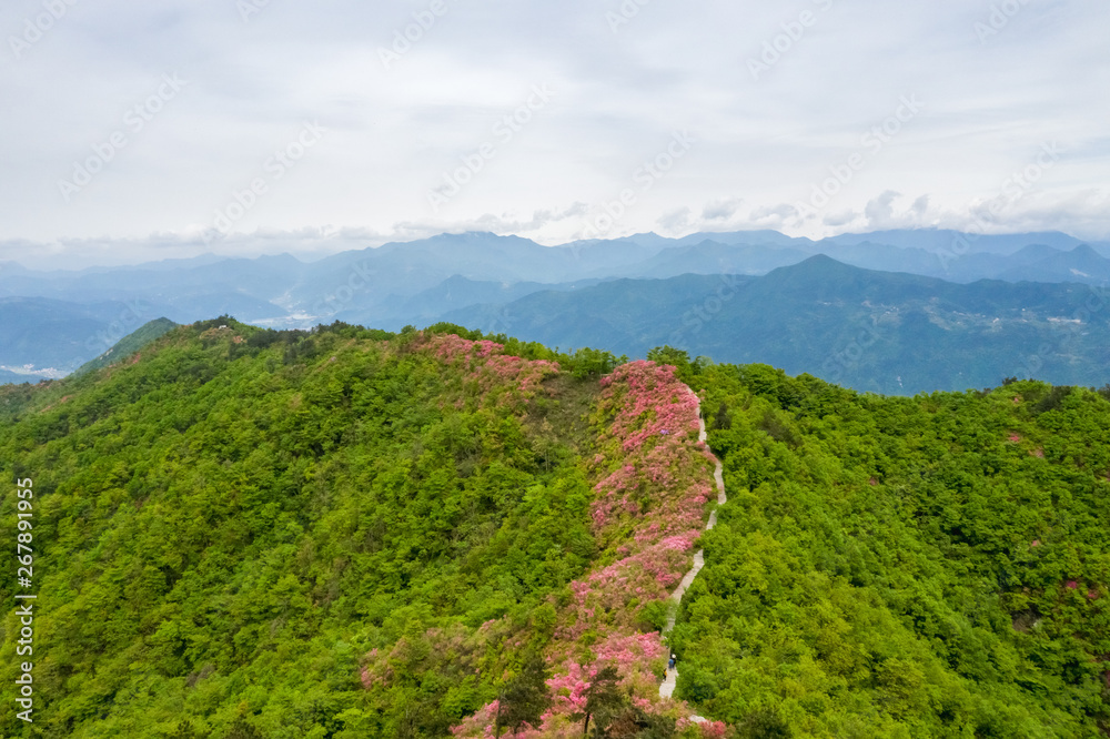 azaleas blooming on the ridge