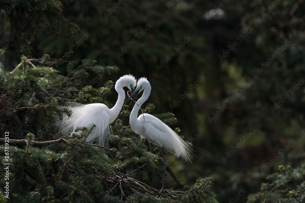 beautiful great egret