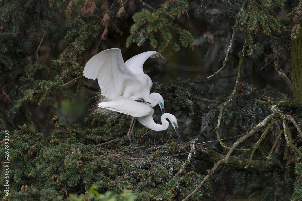 beautiful great egret