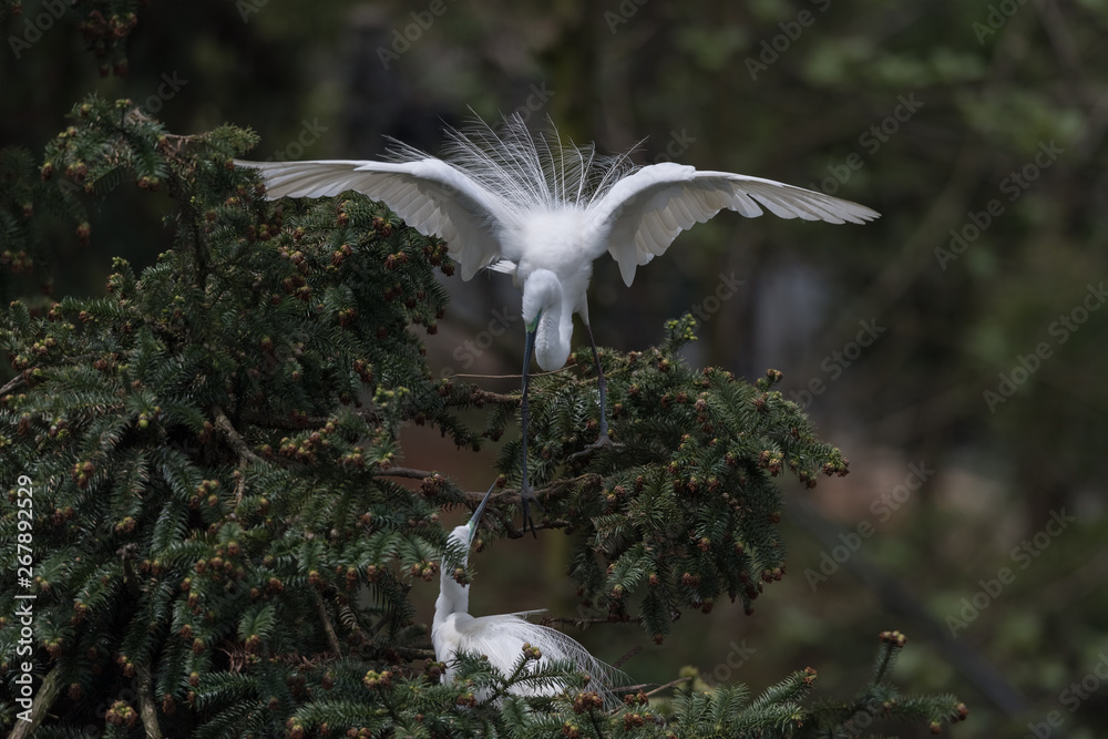 beautiful great egret