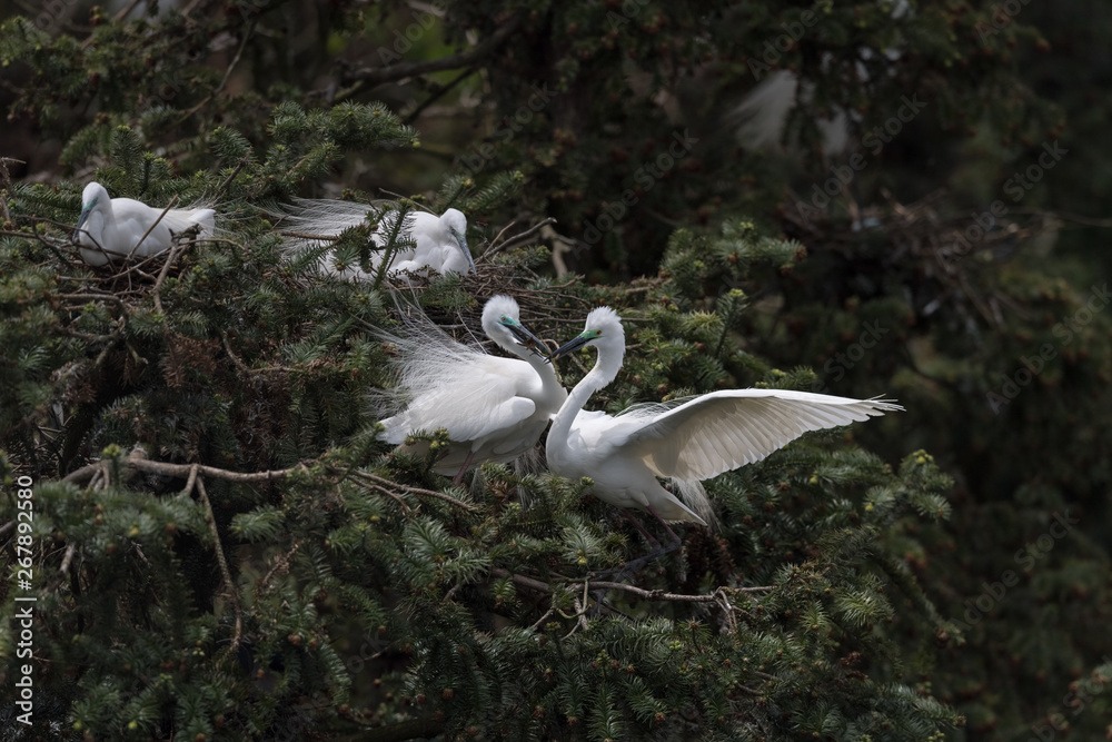 beautiful great egret nesting