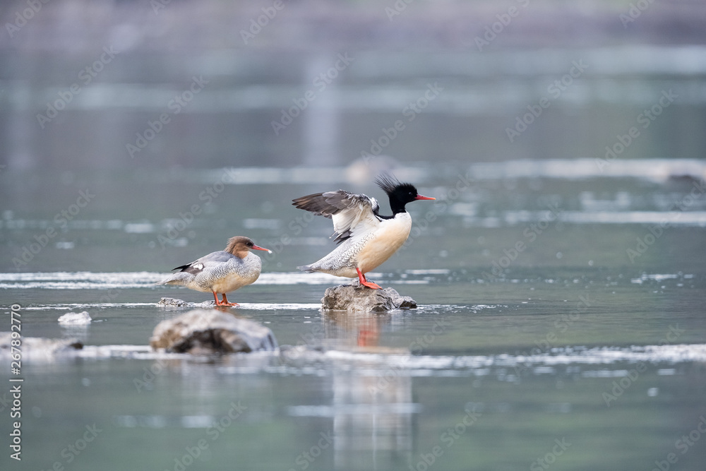 mergus squamatus chinese merganser