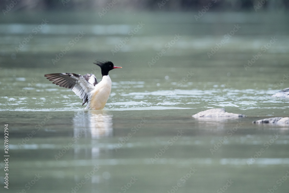 chinese merganser mergus squamatus