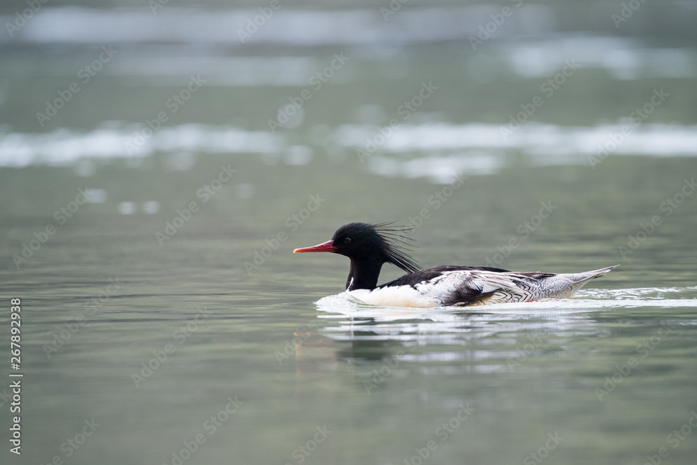 mergus squamatus chinese merganser