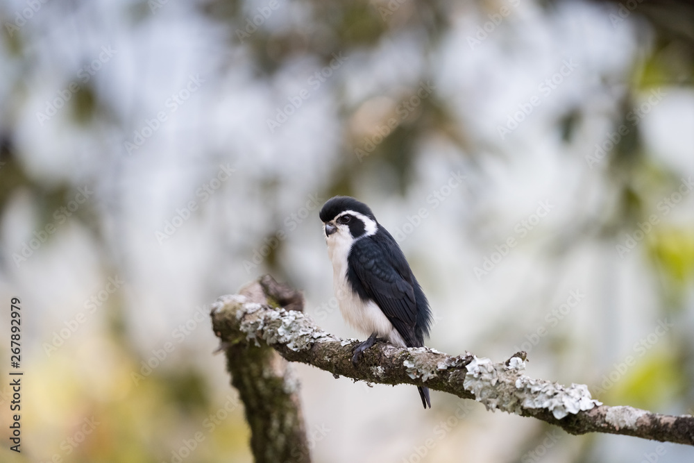 pied falconet stand on a branch