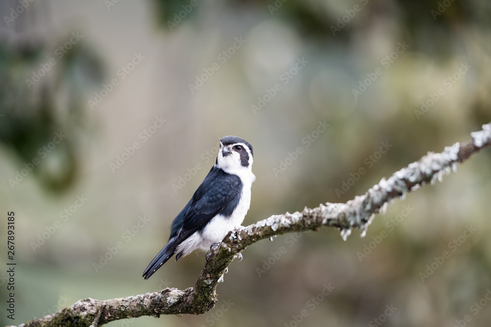 pied falconet stand on a branch