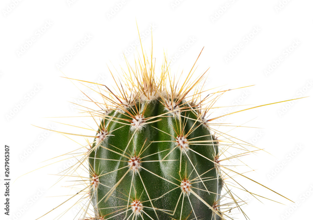 Green cactus on white background