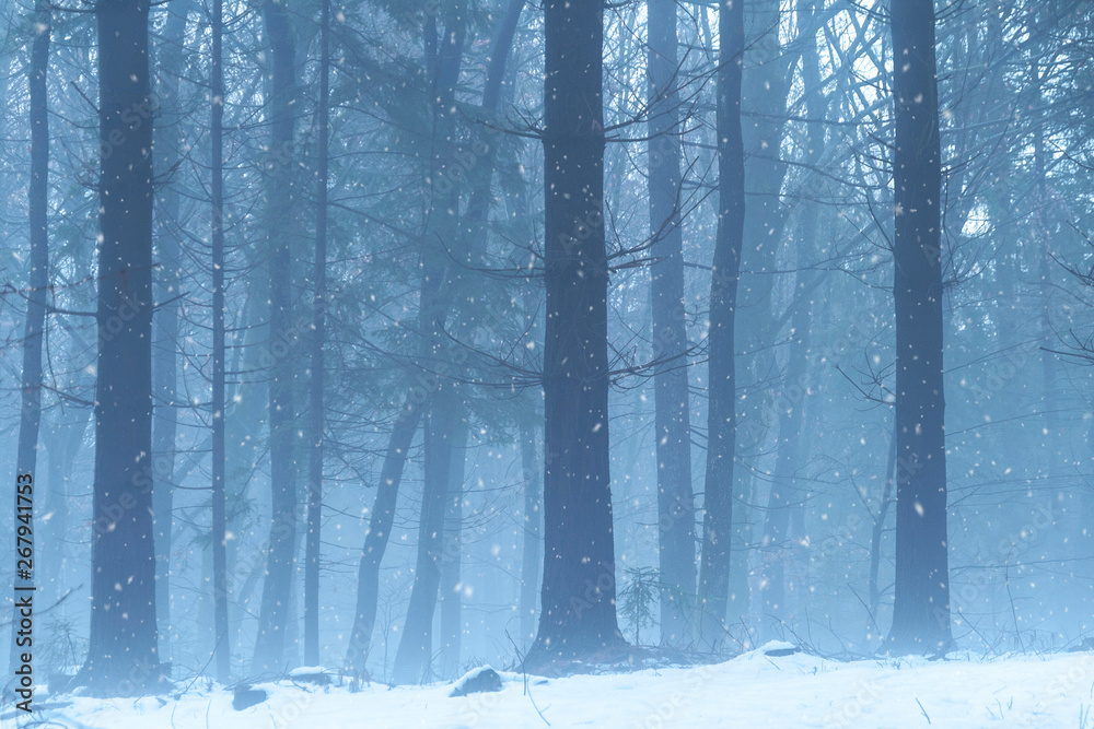 Cold foggy winter season forest with snowfall