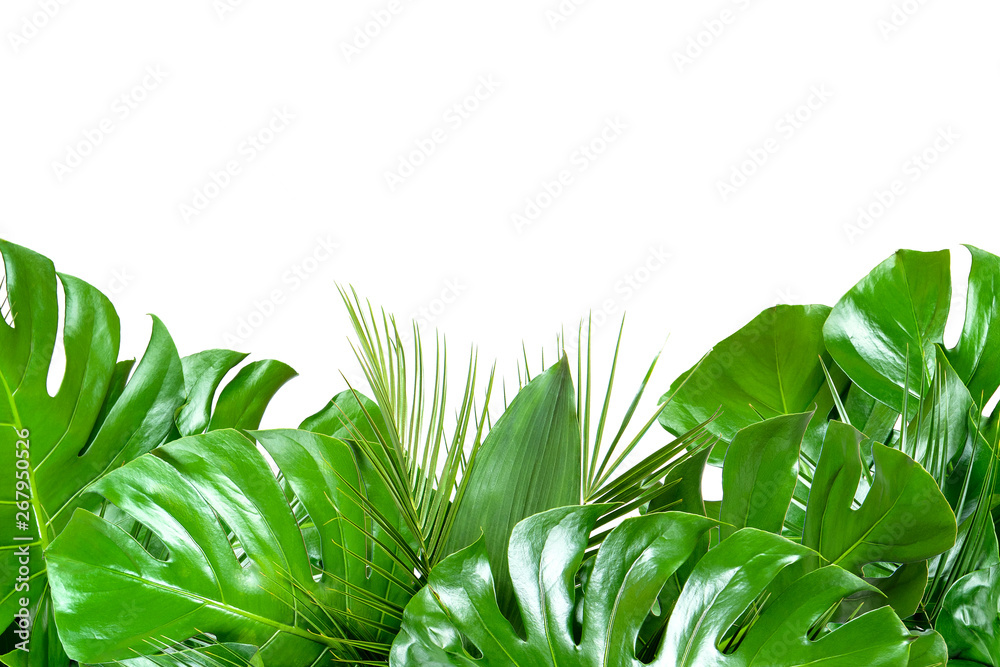 Close up of bouquets of various fresh tropical leaves on white background