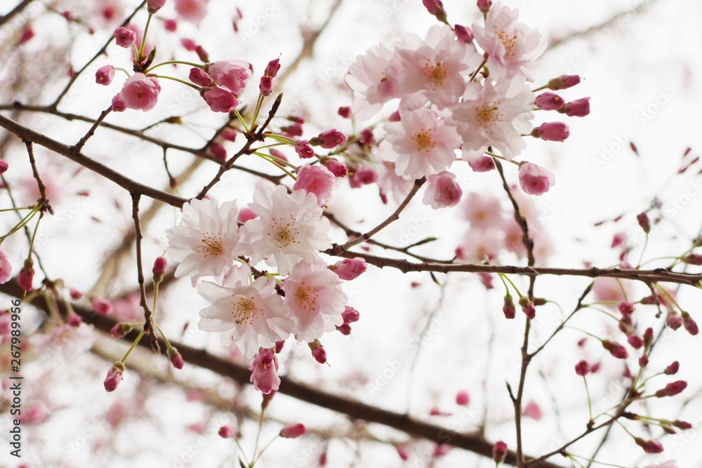 樱花、花瓣和花蕾