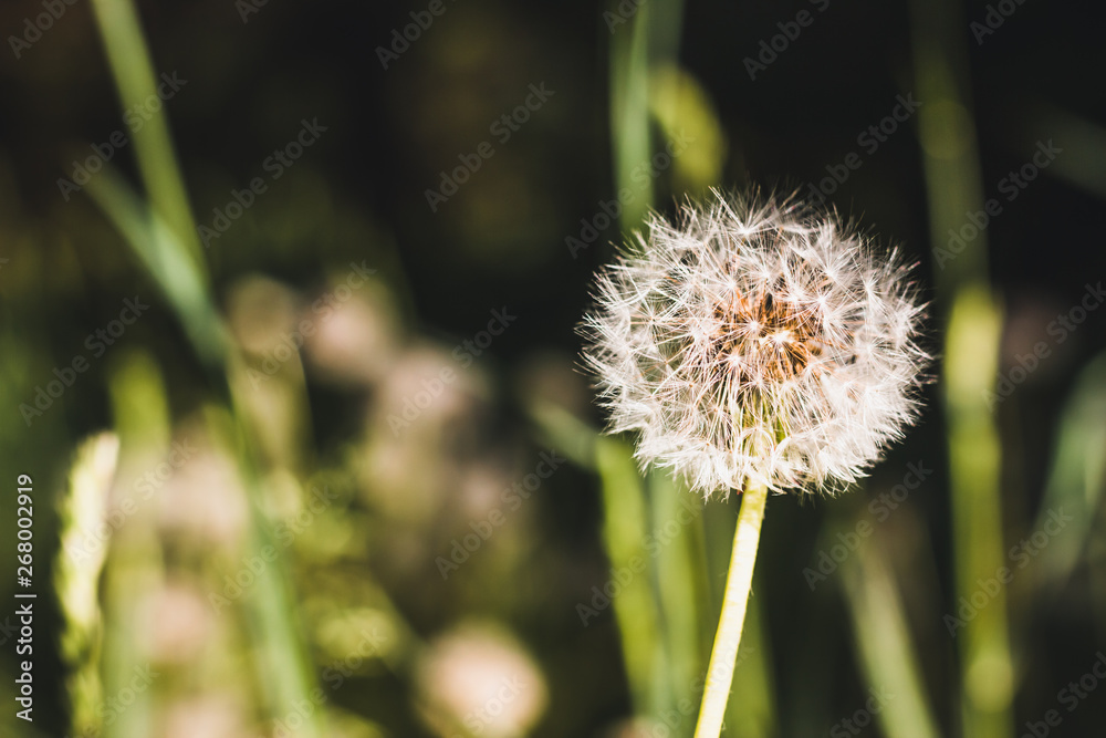 Closeup of one white dandelion in green grass with a blurry background during a bright day of spring