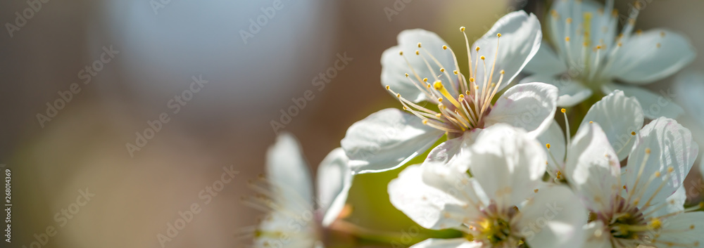 White cherry blossom background with copyspace