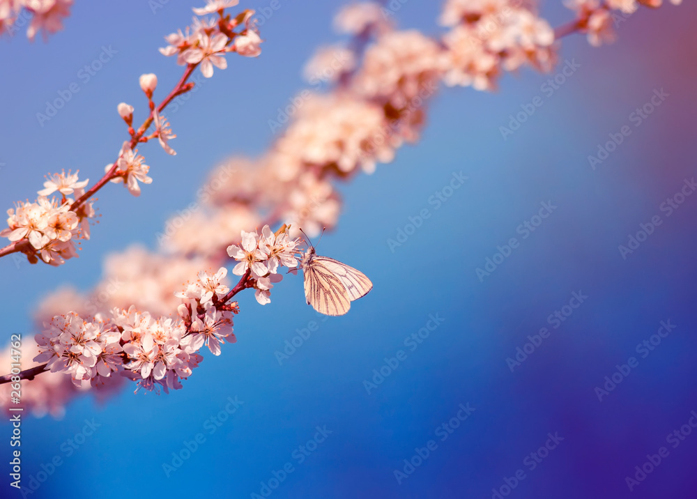 beautiful little butterfly sits on branches with white shrub buds blooming in May warm sunny garden 