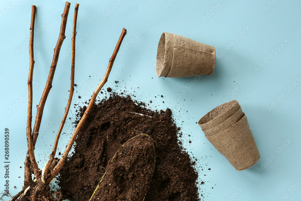 彩色背景上有花盆和土壤的树苗