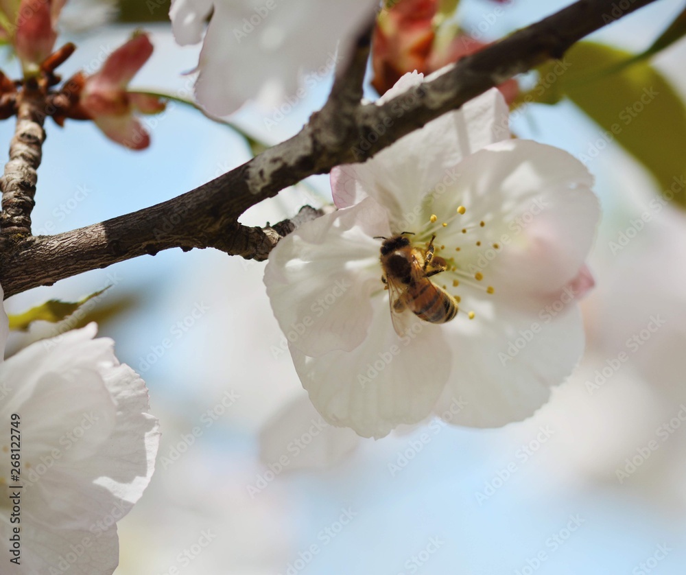 蜜蜂在白色日本樱桃（樱花）花上的广角镜头。柔和的焦点和模糊，浅景深