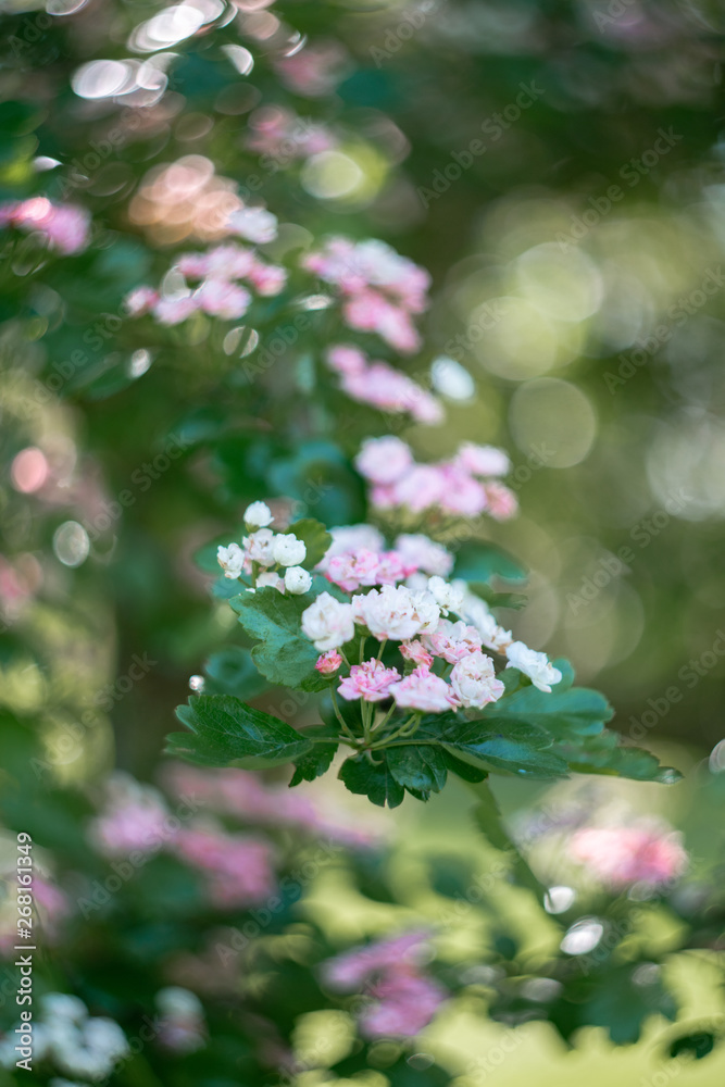 blooming bird cherry tree in spring