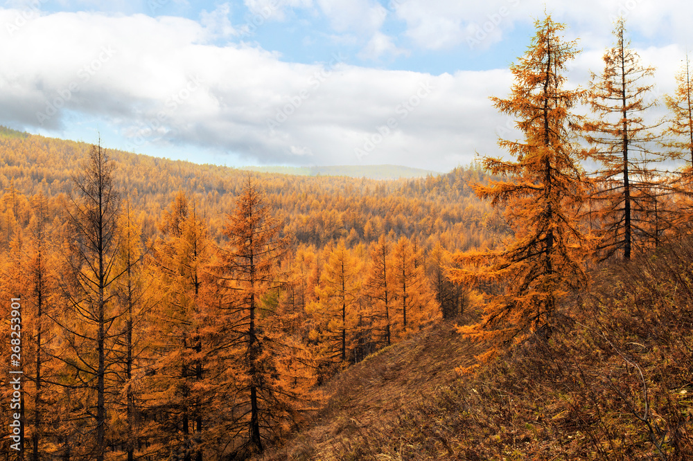 Autumn scenery of tianchi lake in alshan