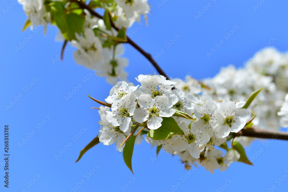 Pear flower in full bloom in spring