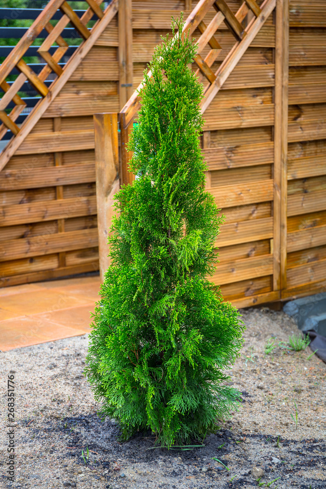 种植在花园里的年轻thuja