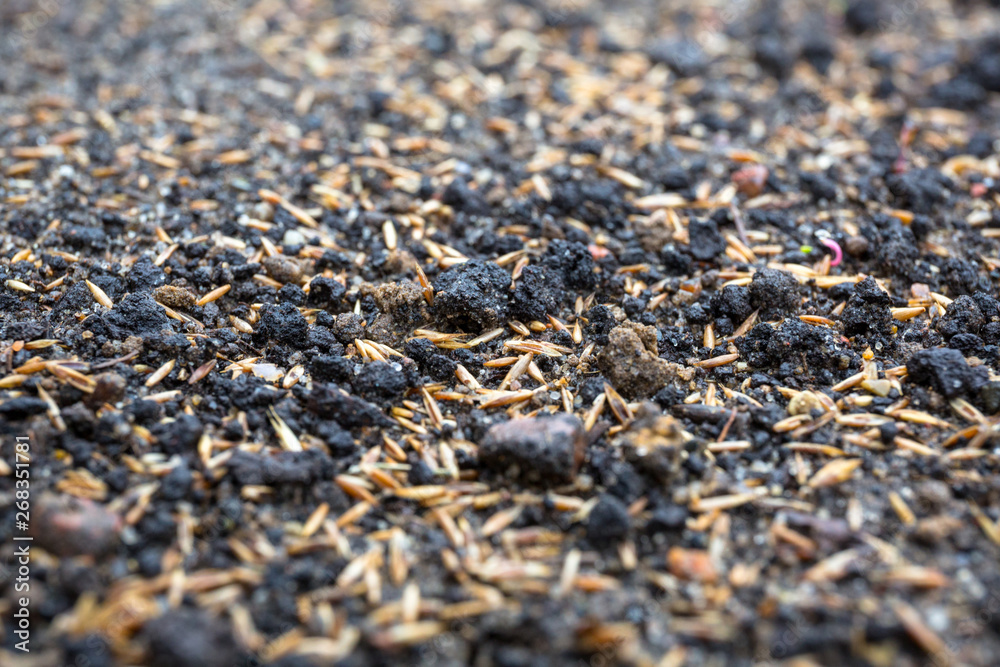 Ground with grass seeds planted for the perfect lawn