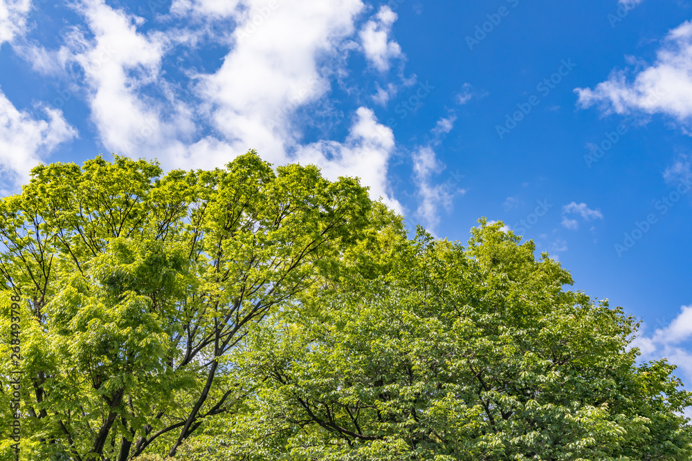 新緑の木と青空