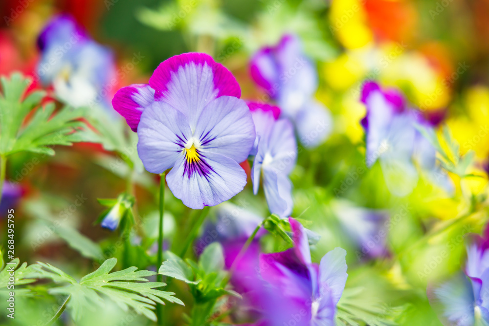 たくさんのカラフルなパンジーの花