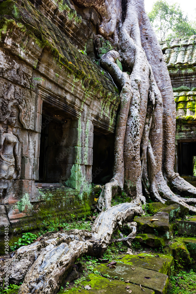 Big tree cover ruin temple in Siem Reap