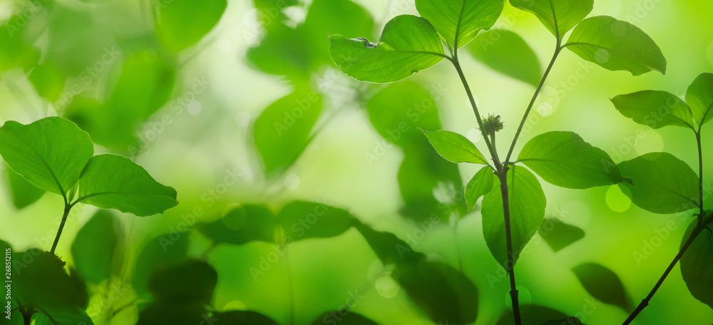 Fresh green leaves on a shiny background