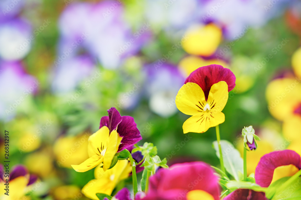 たくさんのカラフルなパンジーの花