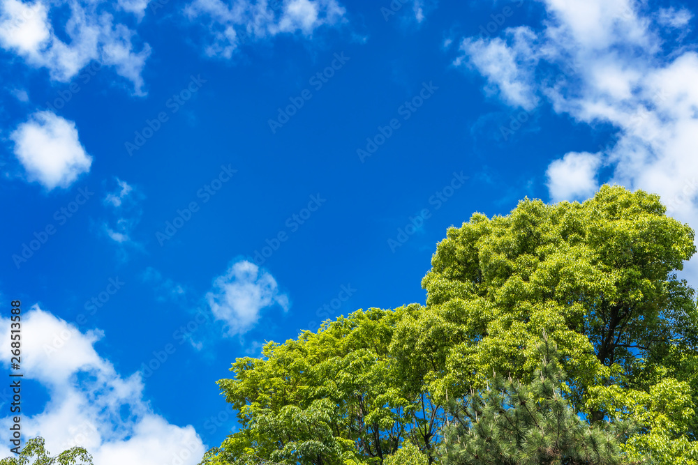 新緑の木と青空