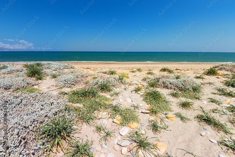 Blossom flowers at Maleme beach on Crete, Greece