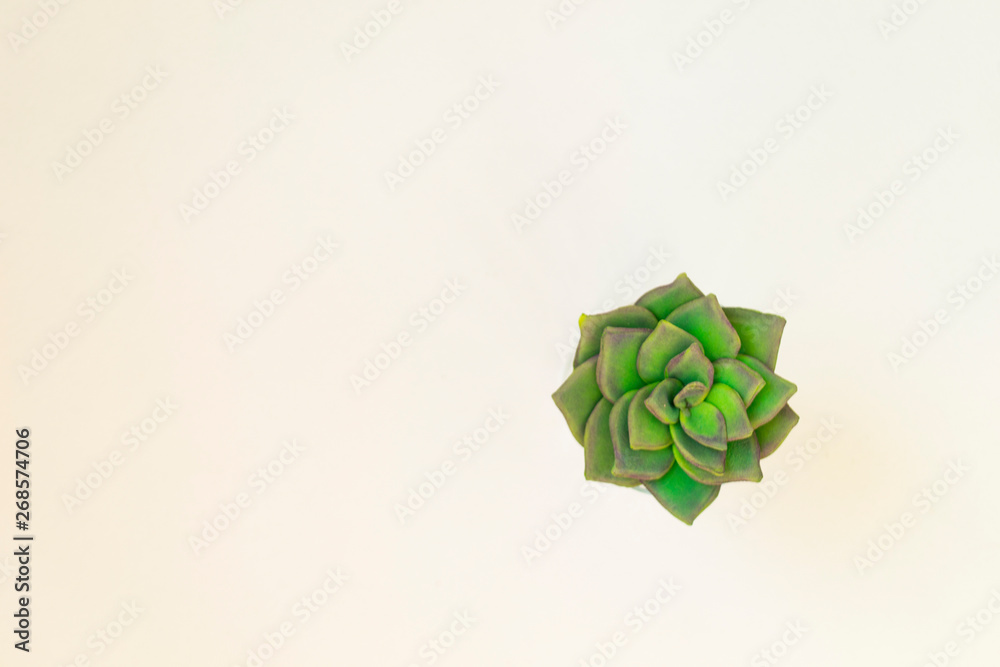 Succulent green plant isolated on white background.