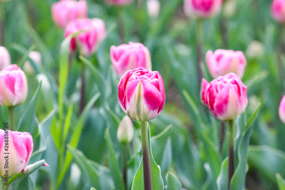 Beautiful tulip flowers outdoors on spring day