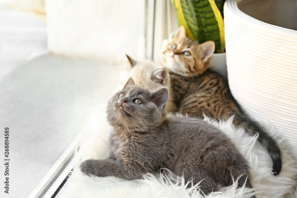 Cute funny kittens on window sill