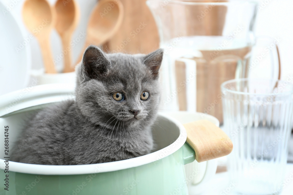 Cute funny kitten in pot on kitchen table