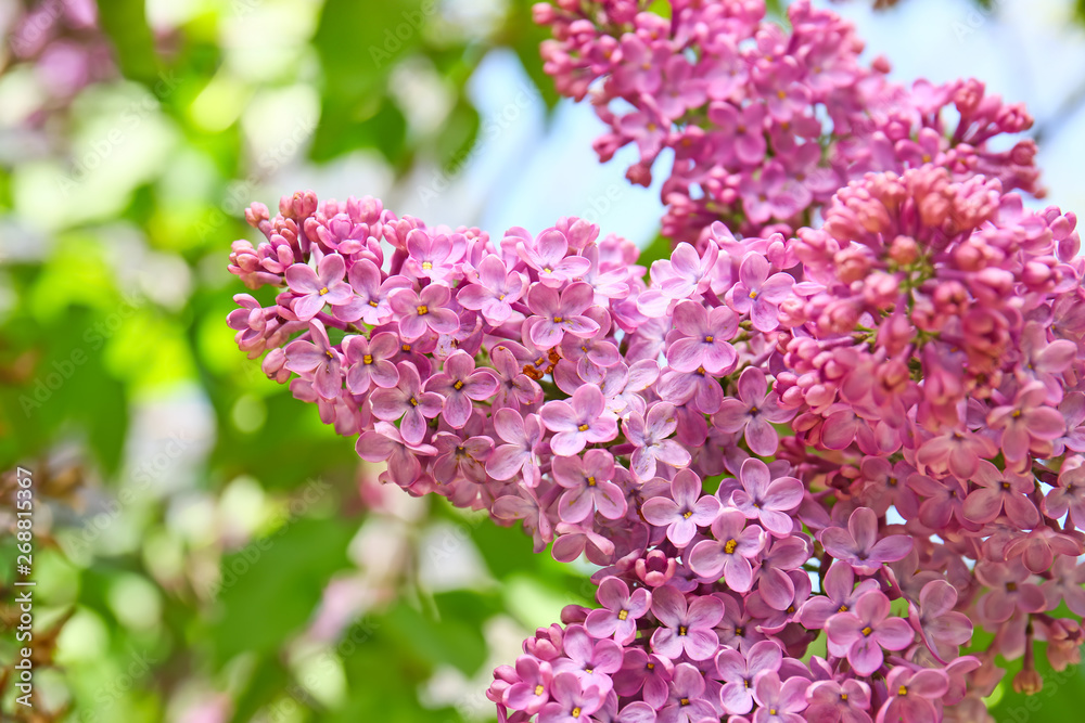 Blossoming lilac outdoors on spring day