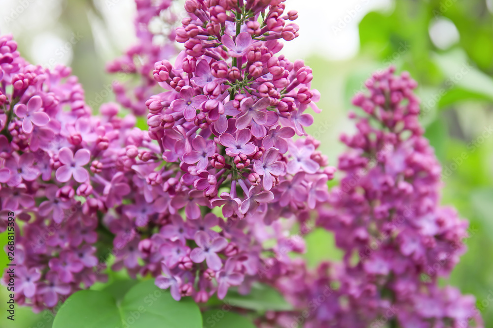 Blossoming lilac outdoors on spring day