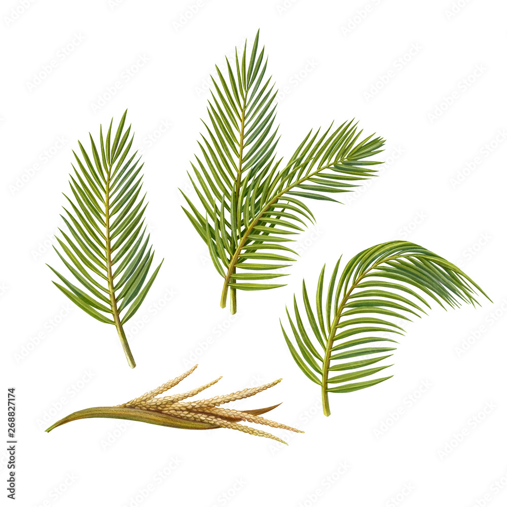 Palm Fronds and Flowers Pencil Illustration Isolated on White