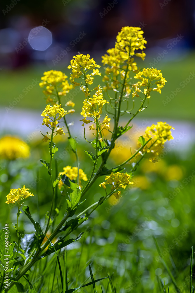 yellow flowers in the garden