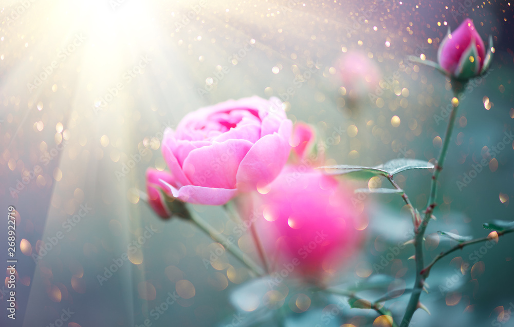 Beautiful rose blooming in summer garden. Pink rose flowers growing outdoors in sun light